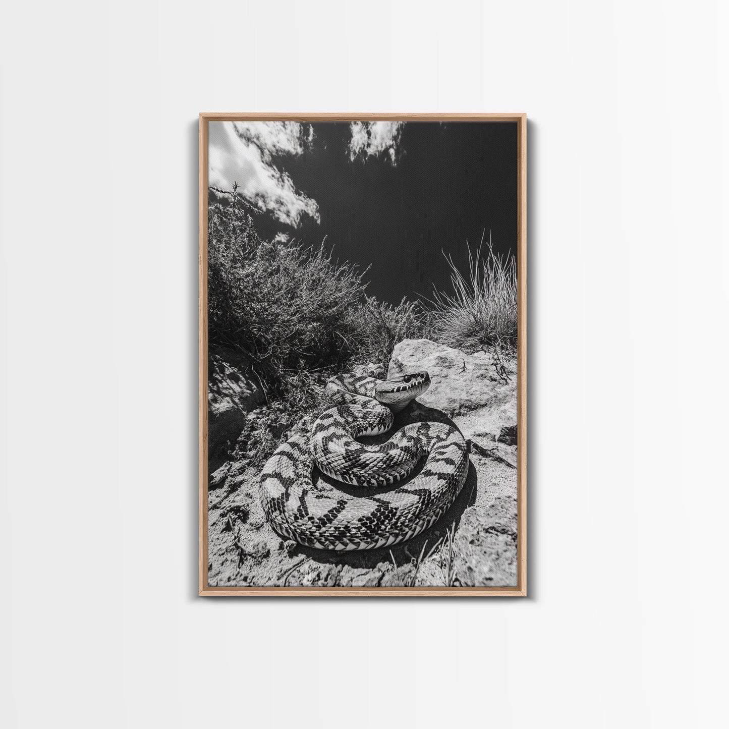 Coiled Snake, Desert Predator, Wild Reptile, Framed Canvas Print, Nature Wildlife Art, Den or Office Decor, Monochrome Animal Photography