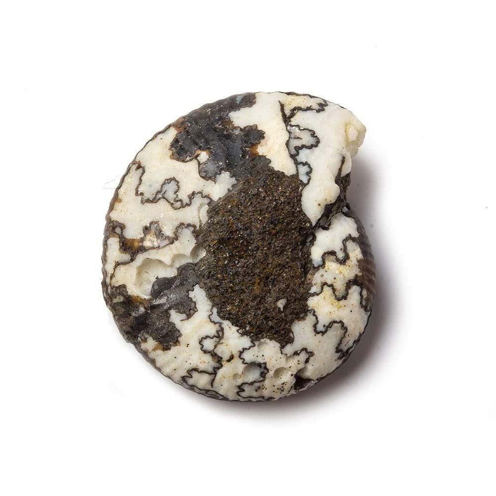 21x18mm Ceratite Fossil Focal Bead