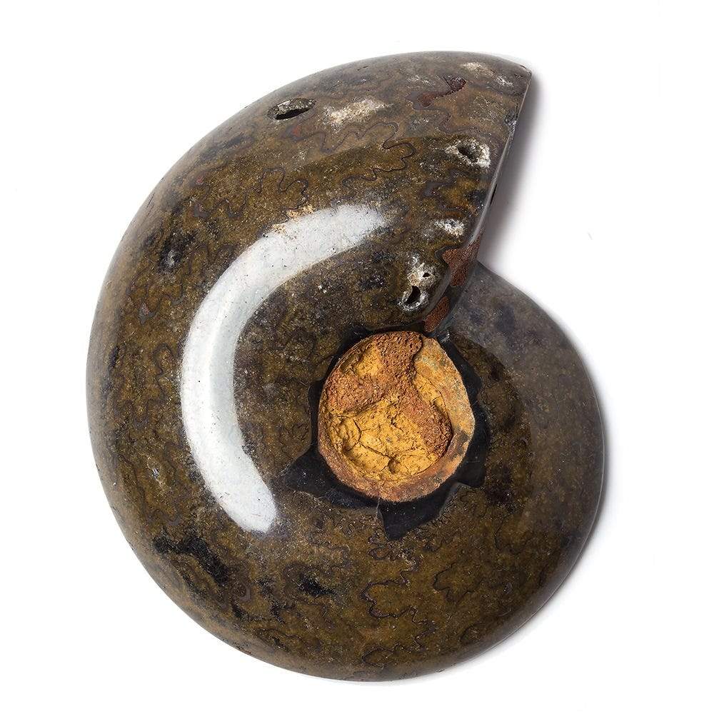 2.5x1.75 inch Ammonite Fossil Bead