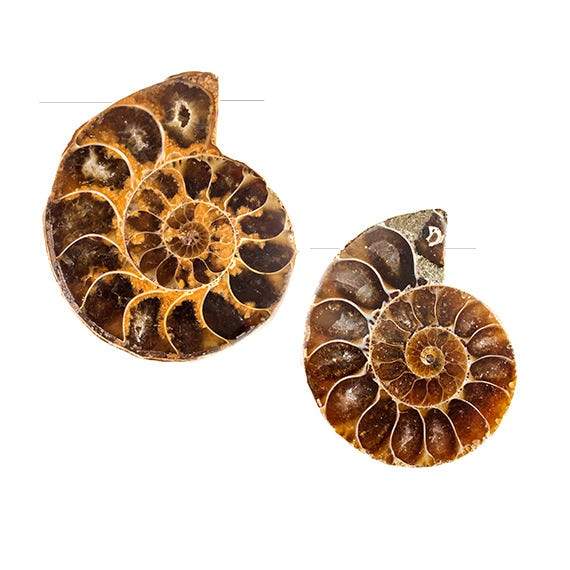 32 -36mm Ammonite Fossil Bead Set of 2 pieces