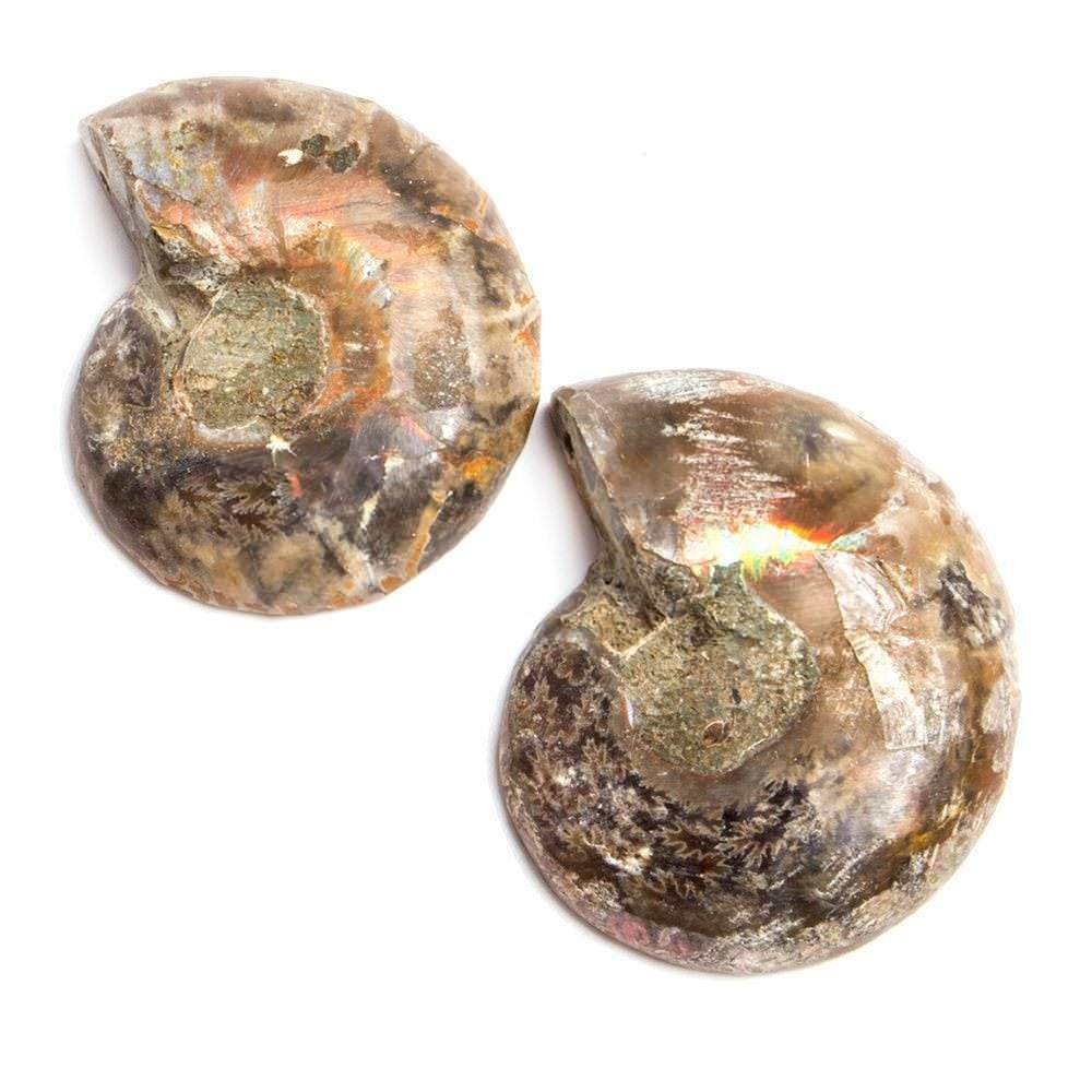 34x29-35x30mm Prehistoric Ammonite Fossil Focal Bead Set of 2