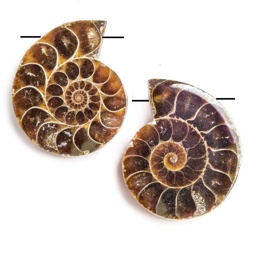 35x29-37x29mm Prehistoric Ammonite Fossil Focal Bead Set of 2