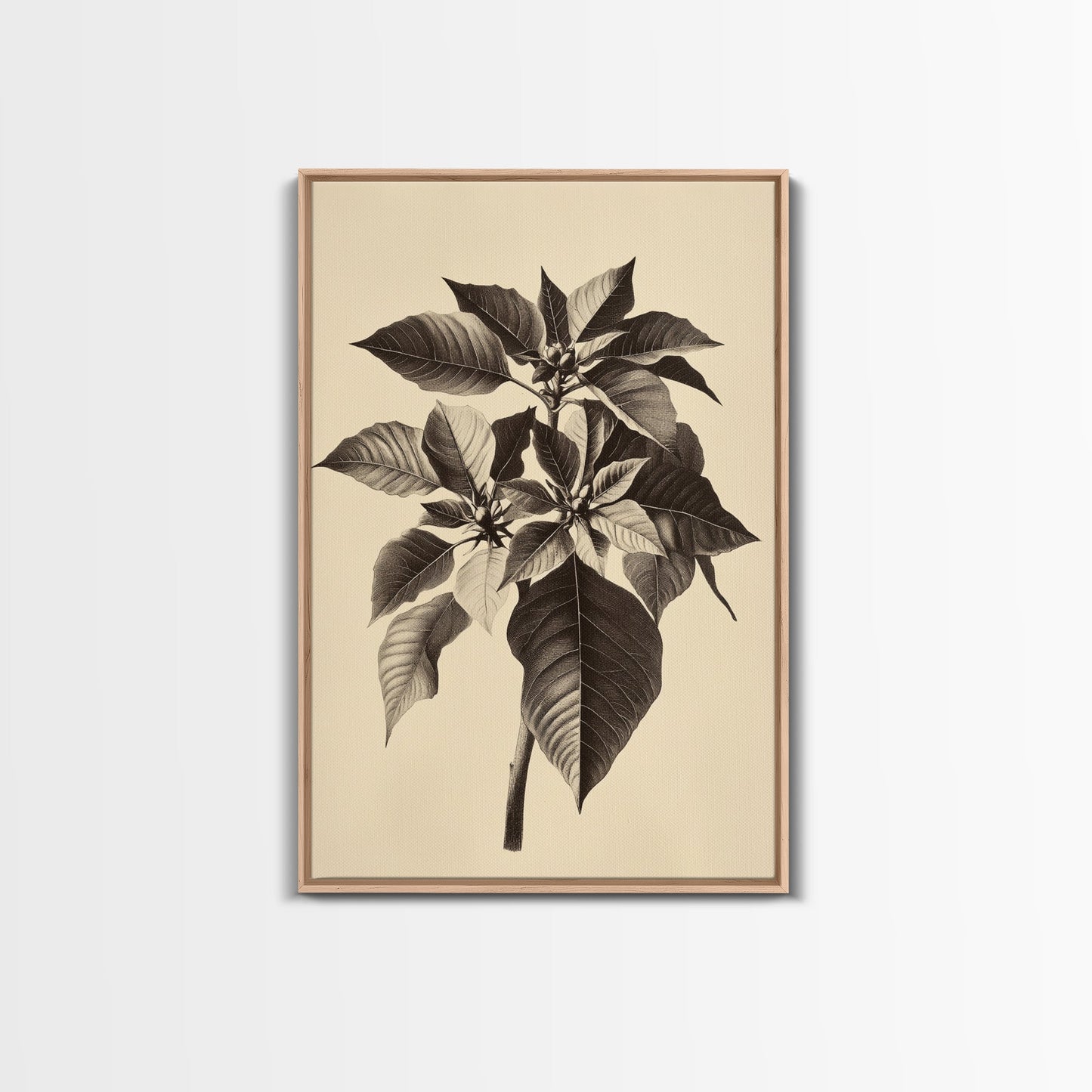 Vintage Poinsetta Canvas Print - Framed Canvas - Minimalist Christmas Art - Boho Christmas Art - Rustic Christmas Art