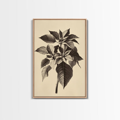 Vintage Poinsetta Canvas Print - Framed Canvas - Minimalist Christmas Art - Boho Christmas Art - Rustic Christmas Art