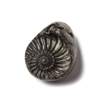 17x26mm Pyritized Ammonite  Fossil Focal Bead
