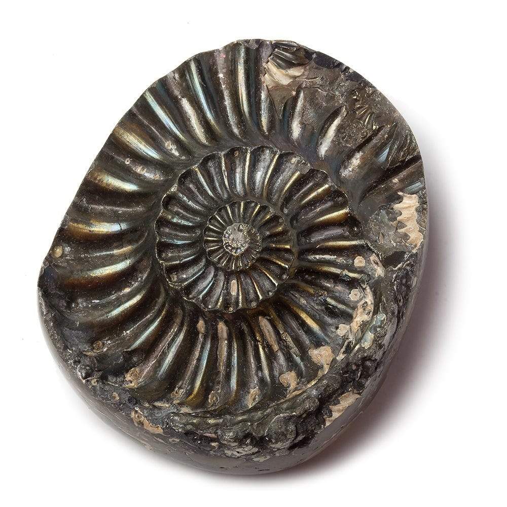 18x39mm Pyritized Ammonite Fossil Focal Bead