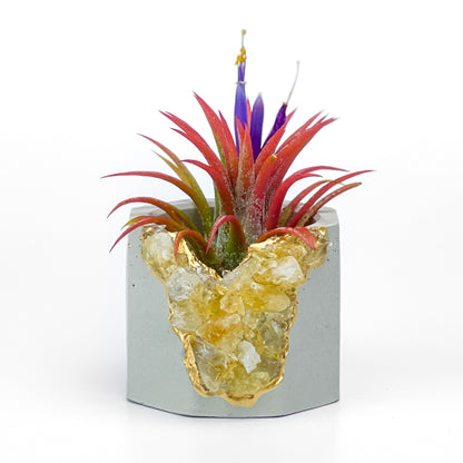 Raw CITRINE GEODE PLANTER