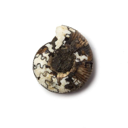 21x18mm Ceratite Fossil Focal Bead