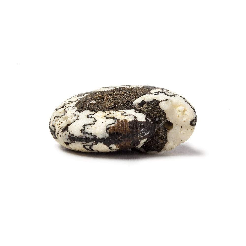 21x18mm Ceratite Fossil Focal Bead