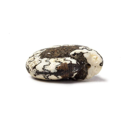 21x18mm Ceratite Fossil Focal Bead