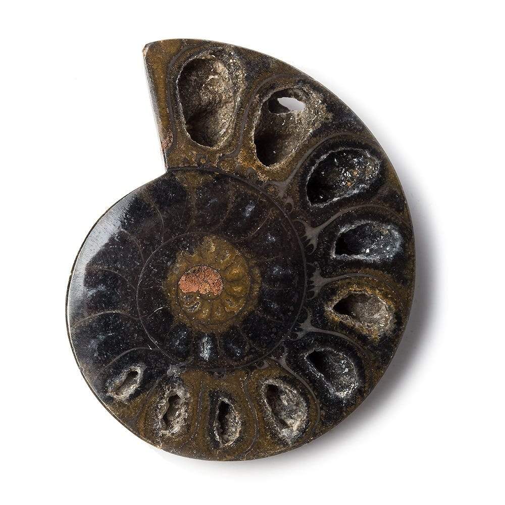 2.5x1.75 inch Ammonite Fossil Bead