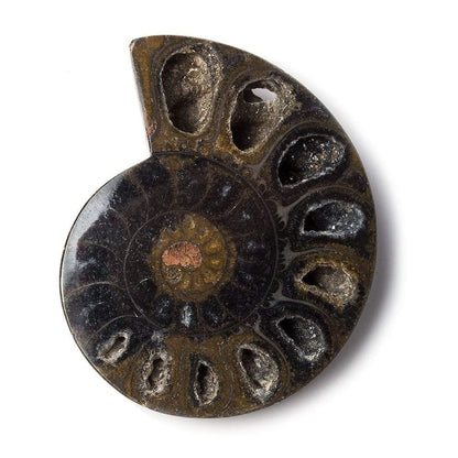 2.5x1.75 inch Ammonite Fossil Bead
