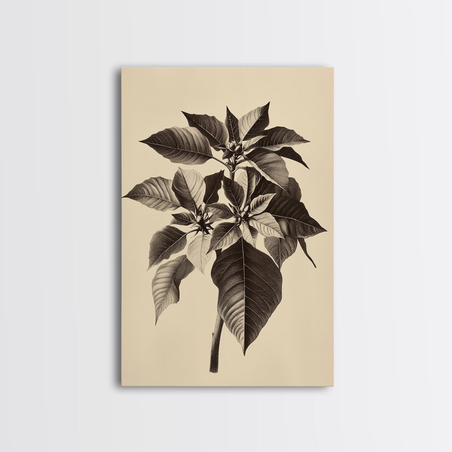 Vintage Poinsetta Canvas Print - Framed Canvas - Minimalist Christmas Art - Boho Christmas Art - Rustic Christmas Art