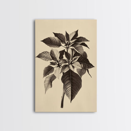 Vintage Poinsetta Canvas Print - Framed Canvas - Minimalist Christmas Art - Boho Christmas Art - Rustic Christmas Art