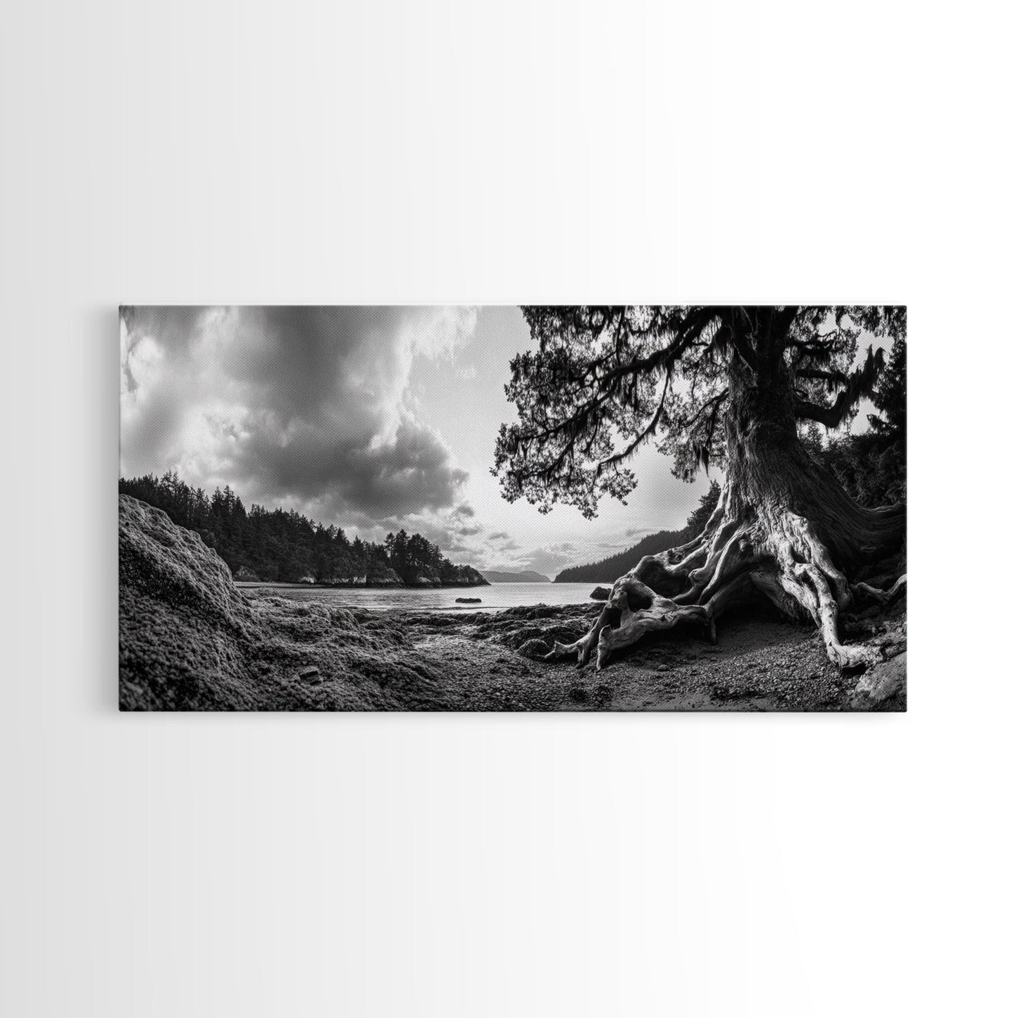Coastal Tree Roots, Ancient Forest Shore, Pacific Northwest Nature, Moody Black and White Canvas Print, Cabin Wall Art, Woodland Style
