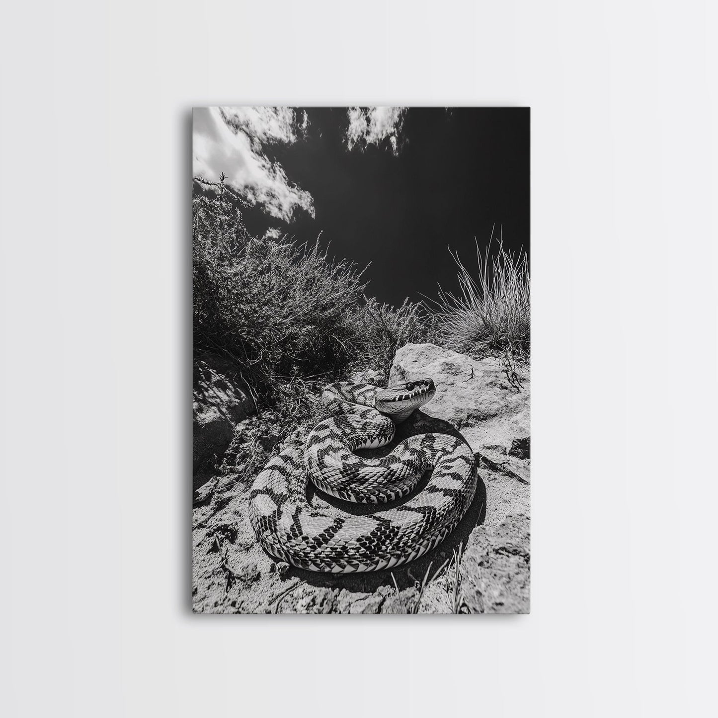 Coiled Snake, Desert Predator, Wild Reptile, Framed Canvas Print, Nature Wildlife Art, Den or Office Decor, Monochrome Animal Photography