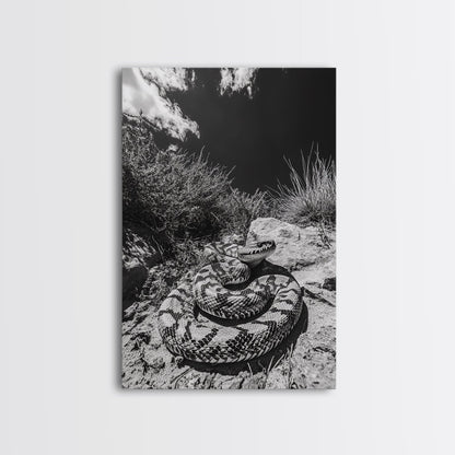 Coiled Snake, Desert Predator, Wild Reptile, Framed Canvas Print, Nature Wildlife Art, Den or Office Decor, Monochrome Animal Photography