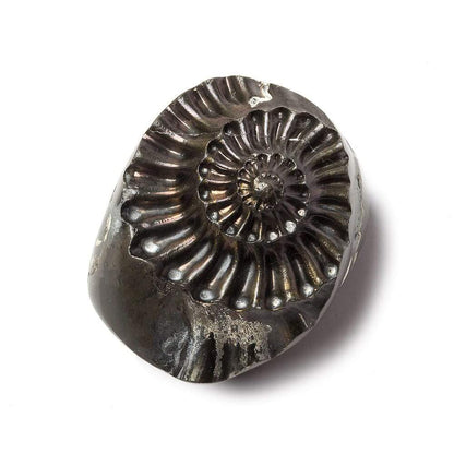 31x26mm Pyritized Ammonite  Fossil Focal Bead