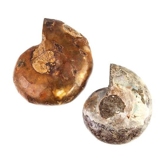 32 -36mm Ammonite Fossil Bead Set of 2 pieces