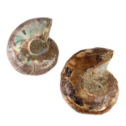 34 - 37mm Ammonite Fossil Bead Set of 2 pieces