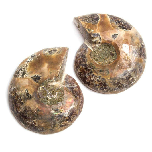 35x29-37x29mm Prehistoric Ammonite Fossil Focal Bead Set of 2