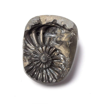 37x29mm Pyritized Ammonite Fossil Bead