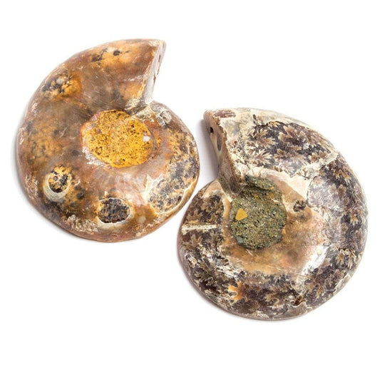 38x31-38x31mm Prehistoric Ammonite Fossil Focal Bead Set of 2