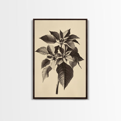 Vintage Poinsetta Canvas Print - Framed Canvas - Minimalist Christmas Art - Boho Christmas Art - Rustic Christmas Art