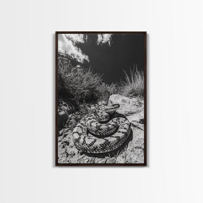 Coiled Snake, Desert Predator, Wild Reptile, Framed Canvas Print, Nature Wildlife Art, Den or Office Decor, Monochrome Animal Photography