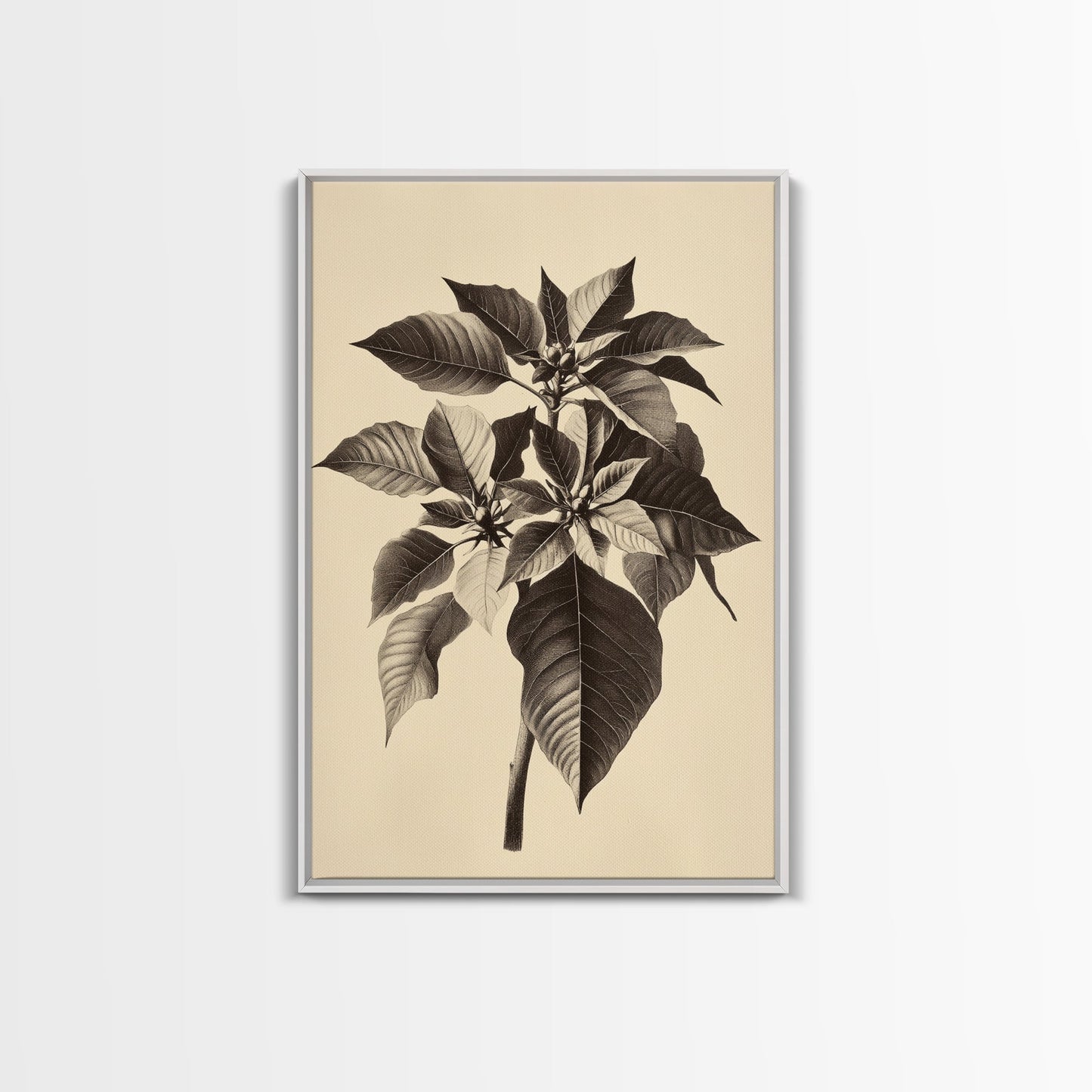 Vintage Poinsetta Canvas Print - Framed Canvas - Minimalist Christmas Art - Boho Christmas Art - Rustic Christmas Art