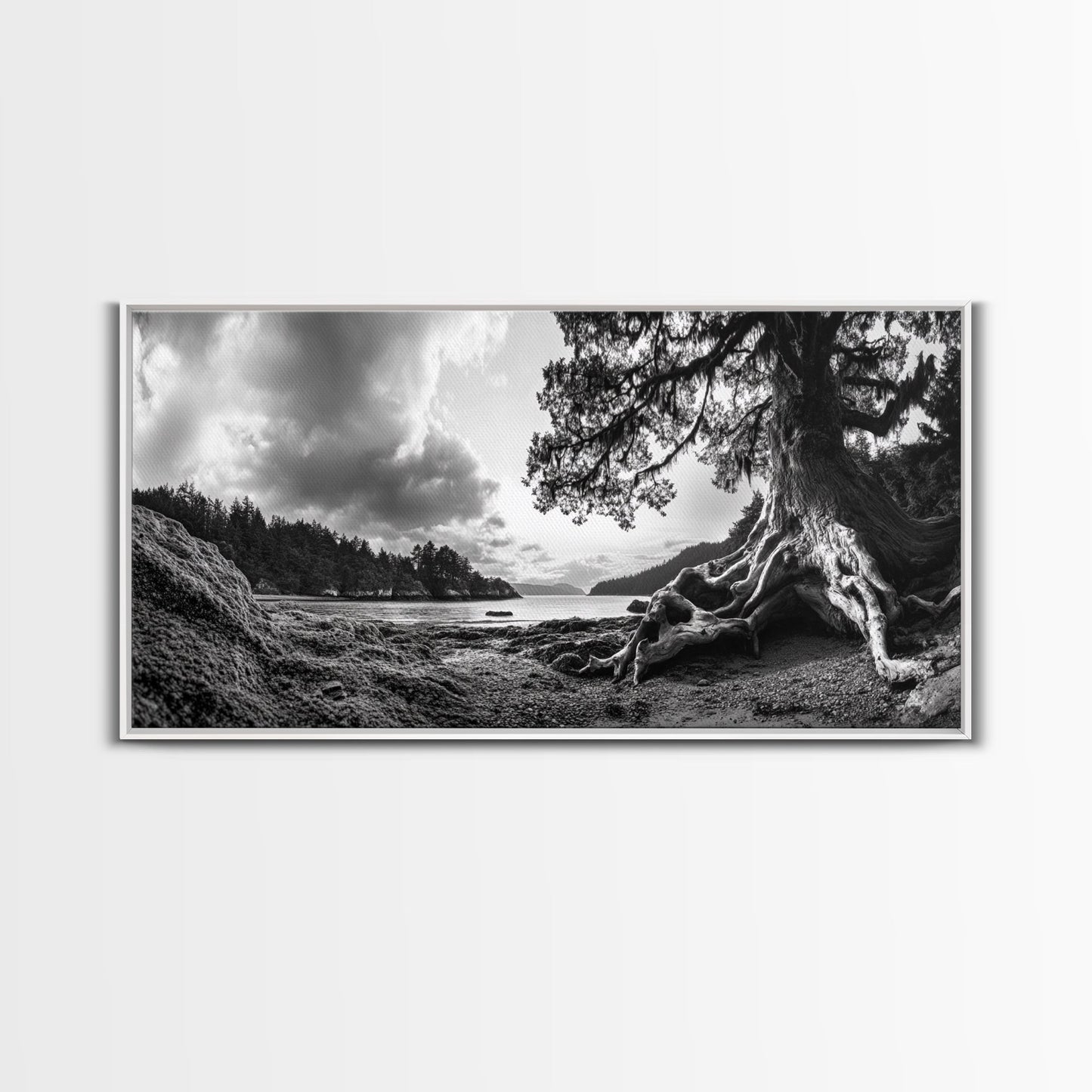 Coastal Tree Roots, Ancient Forest Shore, Pacific Northwest Nature, Moody Black and White Canvas Print, Cabin Wall Art, Woodland Style