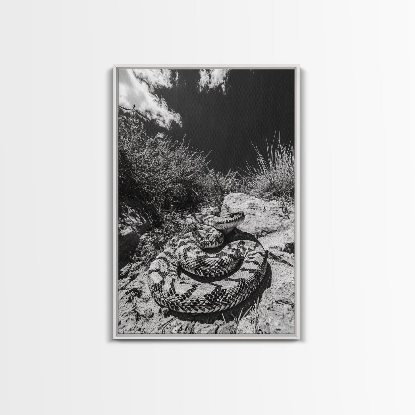Coiled Snake, Desert Predator, Wild Reptile, Framed Canvas Print, Nature Wildlife Art, Den or Office Decor, Monochrome Animal Photography