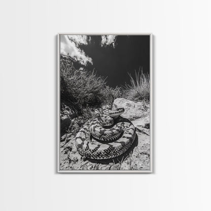 Coiled Snake, Desert Predator, Wild Reptile, Framed Canvas Print, Nature Wildlife Art, Den or Office Decor, Monochrome Animal Photography
