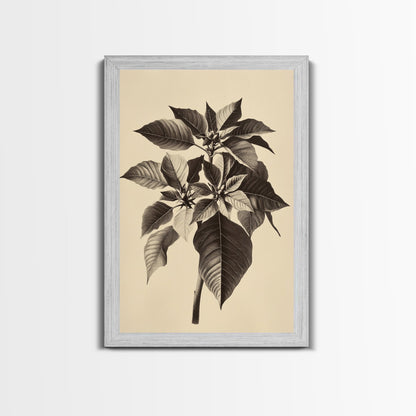 Vintage Poinsetta Canvas Print - Framed Canvas - Minimalist Christmas Art - Boho Christmas Art - Rustic Christmas Art
