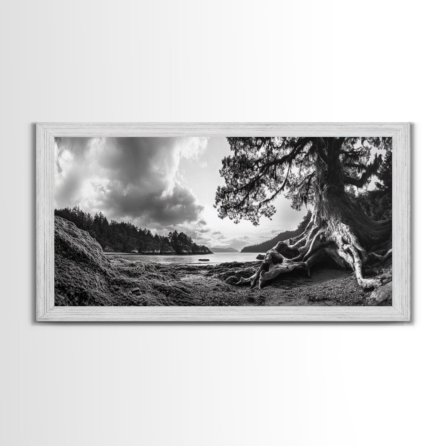 Coastal Tree Roots, Ancient Forest Shore, Pacific Northwest Nature, Moody Black and White Canvas Print, Cabin Wall Art, Woodland Style
