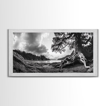 Coastal Tree Roots, Ancient Forest Shore, Pacific Northwest Nature, Moody Black and White Canvas Print, Cabin Wall Art, Woodland Style
