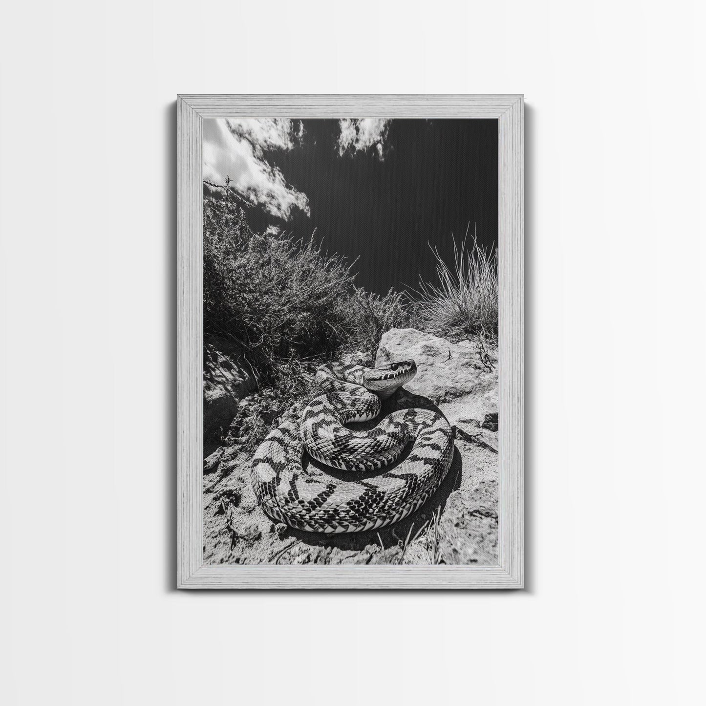 Coiled Snake, Desert Predator, Wild Reptile, Framed Canvas Print, Nature Wildlife Art, Den or Office Decor, Monochrome Animal Photography