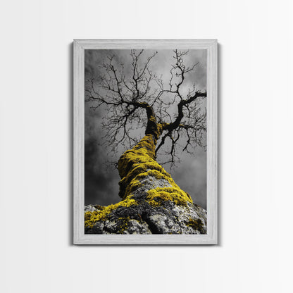 Moss Covered Tree, Dramatic Nature Scene, Autumn Forest Decor, Moody Woodland Art, Framed Canvas Print, Rustic Living Room Wall Art