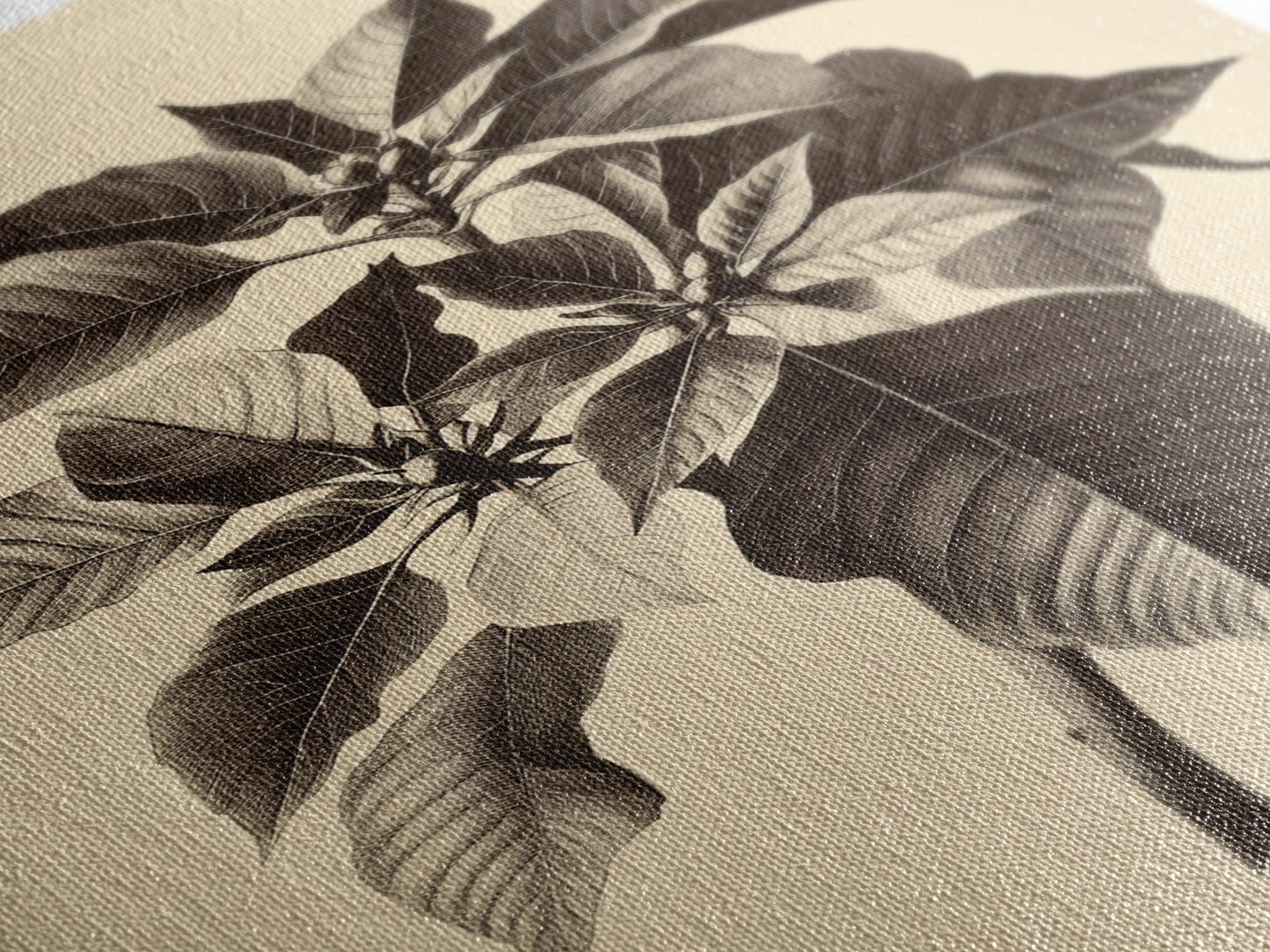 Vintage Poinsetta Canvas Print - Framed Canvas - Minimalist Christmas Art - Boho Christmas Art - Rustic Christmas Art