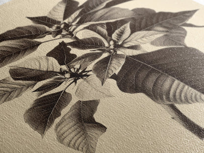 Vintage Poinsetta Canvas Print - Framed Canvas - Minimalist Christmas Art - Boho Christmas Art - Rustic Christmas Art