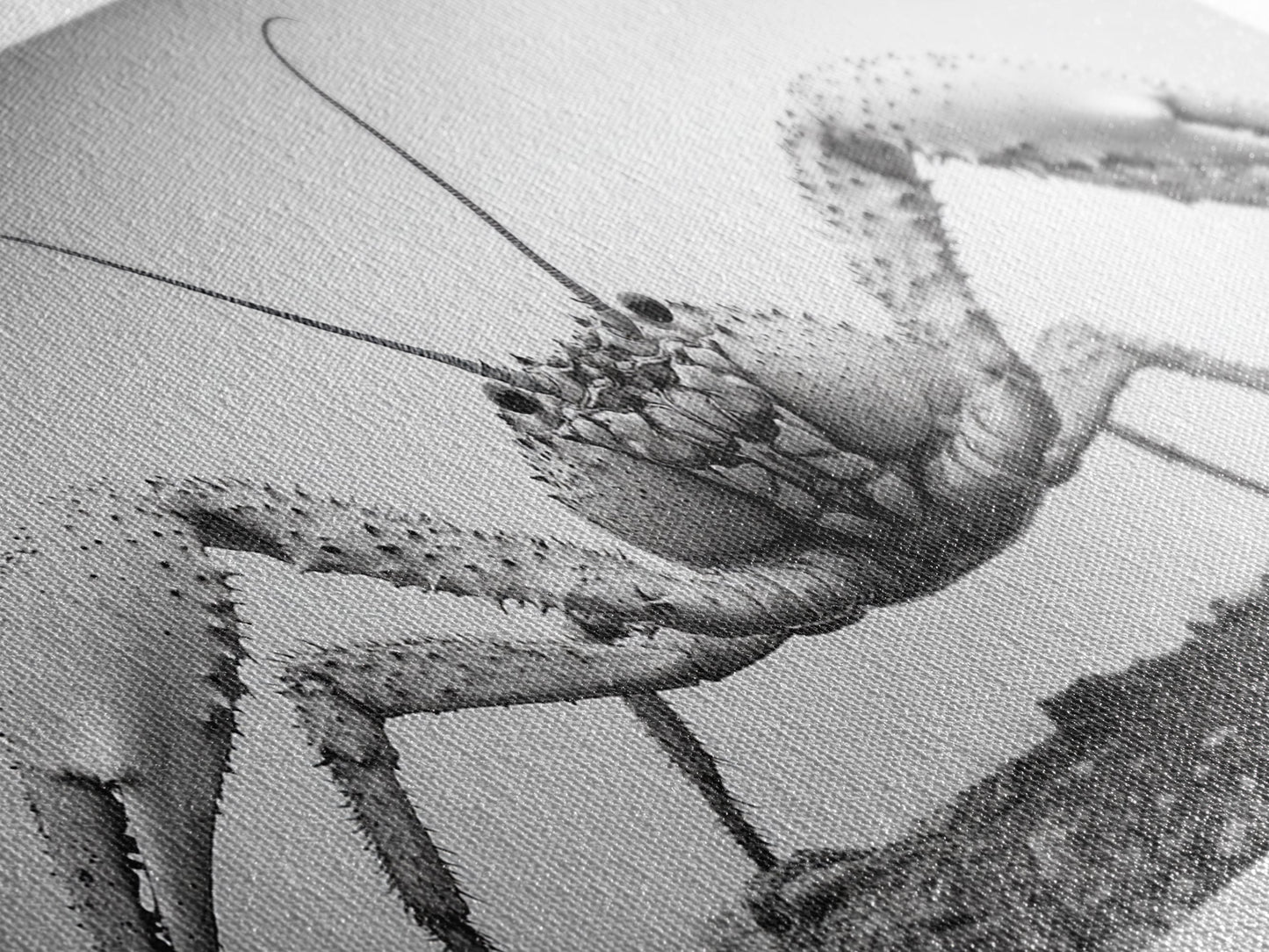 Crab Art, Beach Creature, Monochrome Photography, Nature Close-Up, Framed Canvas Print, Coastal Bathroom Art, Marine Home Style