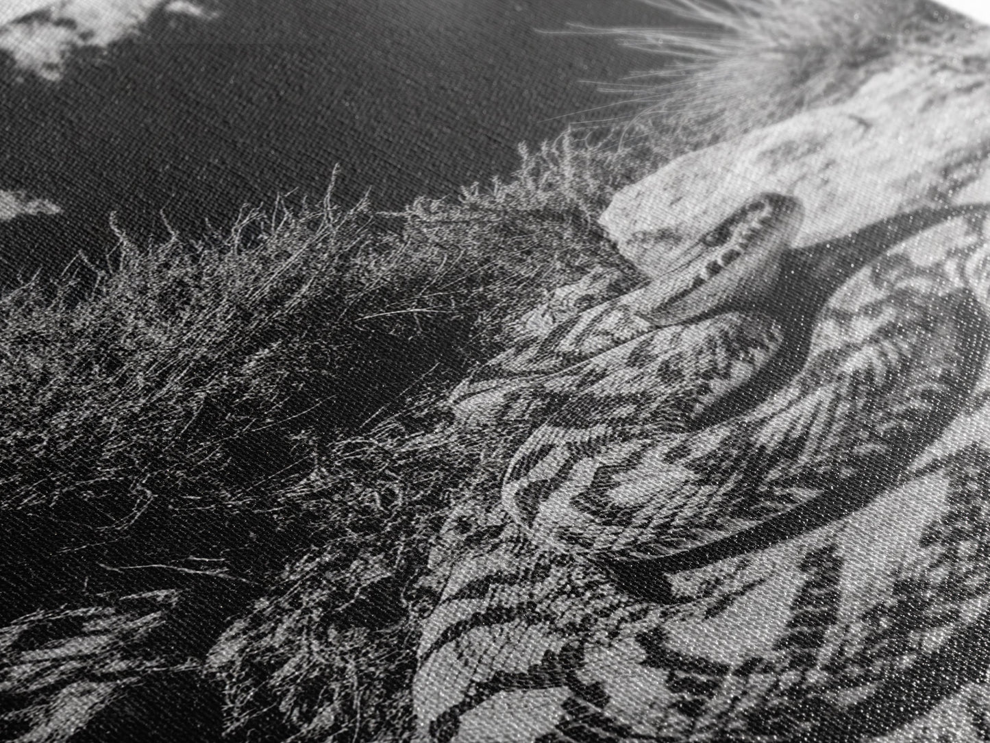 Coiled Snake, Desert Predator, Wild Reptile, Framed Canvas Print, Nature Wildlife Art, Den or Office Decor, Monochrome Animal Photography