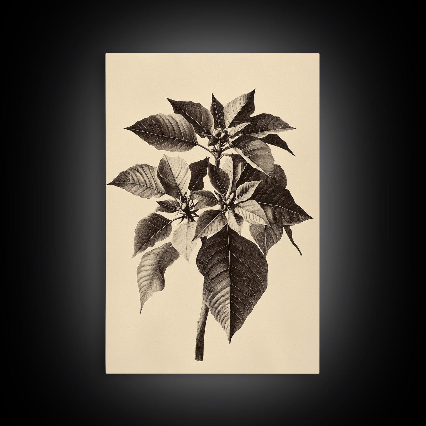 Vintage Poinsetta Canvas Print - Framed Canvas - Minimalist Christmas Art - Boho Christmas Art - Rustic Christmas Art