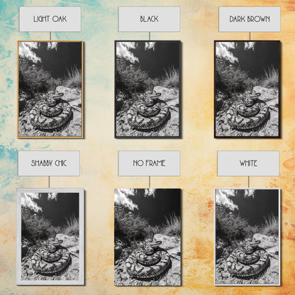 Coiled Snake, Desert Predator, Wild Reptile, Framed Canvas Print, Nature Wildlife Art, Den or Office Decor, Monochrome Animal Photography