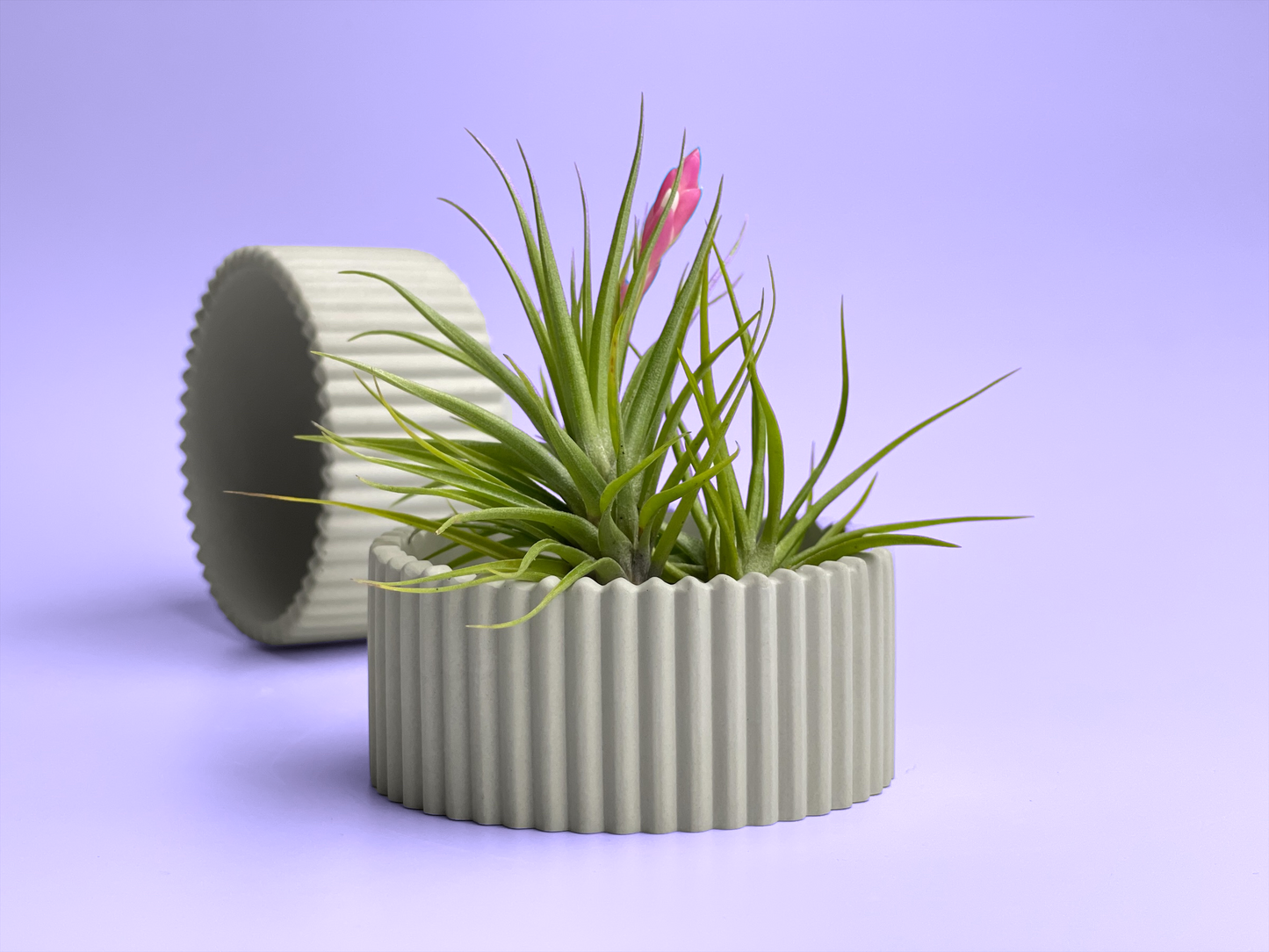 Scandinavian Air Plant Holder | Succulent Planter