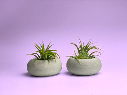 Modern Air Plant Holder