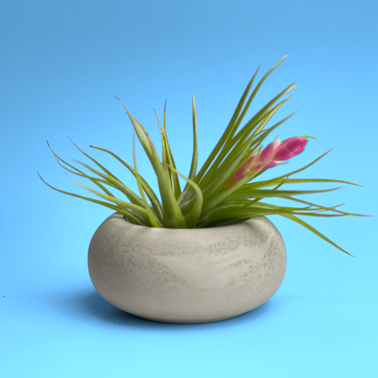 Modern Air Plant Holder