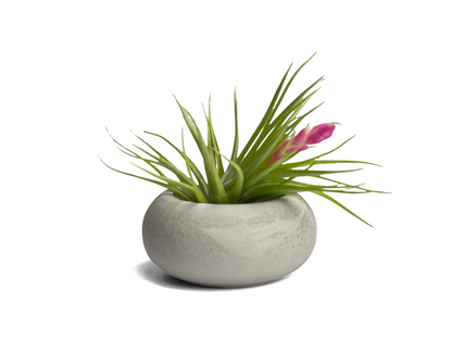 Modern Air Plant Holder